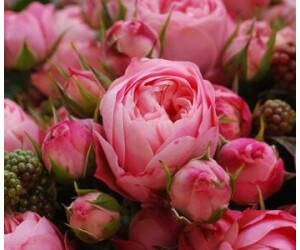 Dehner Hornveilchen Schale, Gelb,Apricot,Rosa,Pink,Rot,Lila,Dunkelblau,Creme