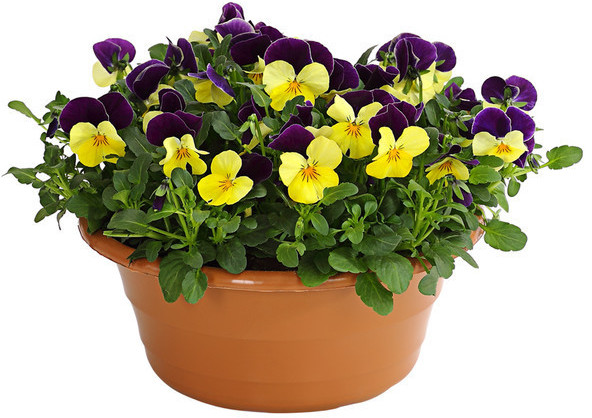 Dehner Dehner Hornveilchen Schale, Gelb,Apricot,Rosa,Pink,Rot,Lila,Dunkelblau,Creme - Product image 1 of 2