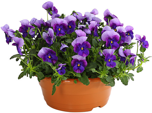 Dehner Dehner Hornveilchen Schale, Gelb,Apricot,Rosa,Pink,Rot,Lila,Dunkelblau,Creme - side view