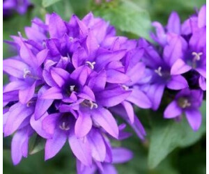 Dehner Knäuel-Glockenblume, Lila