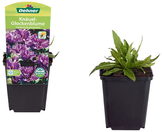 Dehner Dehner Knäuel-Glockenblume, Lila - Product image 1 of 2