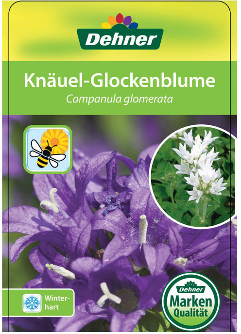 Dehner Dehner Knäuel-Glockenblume, Lila - side view