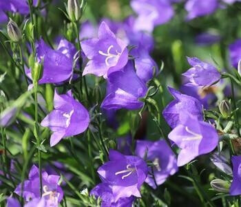 Dehner Dehner Pfirsichblättrige Glockenblume, Lavendel - Product image 1 of 4