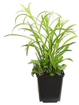 Dehner Dehner Pfirsichblättrige Glockenblume, Lavendel - side view