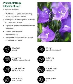 Dehner Dehner Pfirsichblättrige Glockenblume, Lavendel - back view