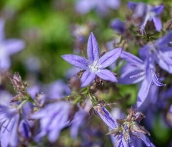 Dehner Dehner Polster-Glockenblume, Lila - back view