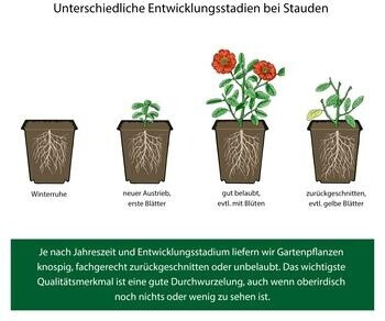 Dehner Dehner Polster-Glockenblume, Lila - detail view