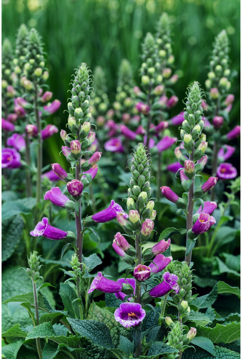 Dehner Dehner Fingerhut, Weiß,Zartrosa,Rosa - Product image 1 of 2