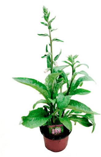 Dehner Dehner Fingerhut, Weiß,Zartrosa,Rosa - side view