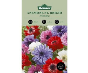 Dehner Blumenzwiebel Anemone St. Brigid Mischung, Rosa,Hellrot,Lila,Weiß