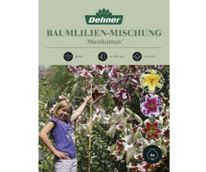 Dehner Blumenzwiebel Baumlilien-Mischung Manhattan, Gelb,Dunkelrot,Lila