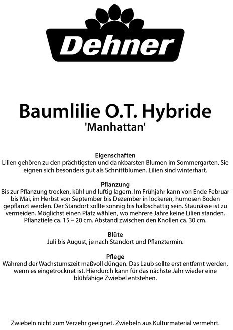 Dehner Dehner Blumenzwiebel Baumlilien-Mischung Manhattan, Gelb,Dunkelrot,Lila - side view