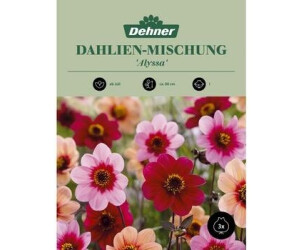 Dehner Blumenzwiebel Dahlien-Mischung Alyssa, Bunt