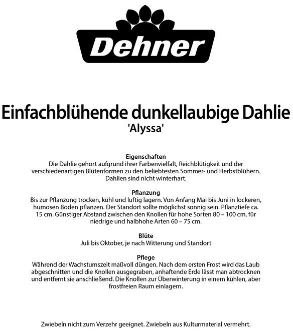 Dehner Dehner Blumenzwiebel Dahlien-Mischung Alyssa, Bunt - side view
