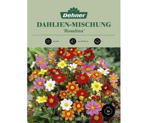 Dehner Blumenzwiebel Dahlien-Mischung Rosalina, Bunt