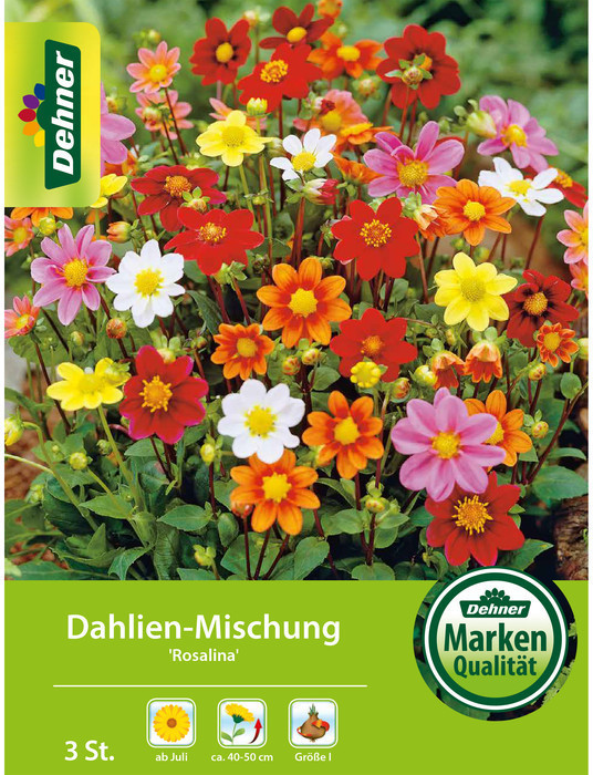 Dehner Dehner Blumenzwiebel Dahlien-Mischung Rosalina, Bunt - Product image 1 of 2