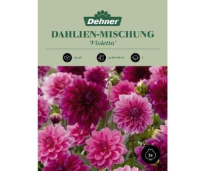 Dehner Blumenzwiebel Dahlien-Mischung Violetta, Pink,Rosa,Lila,Weiß