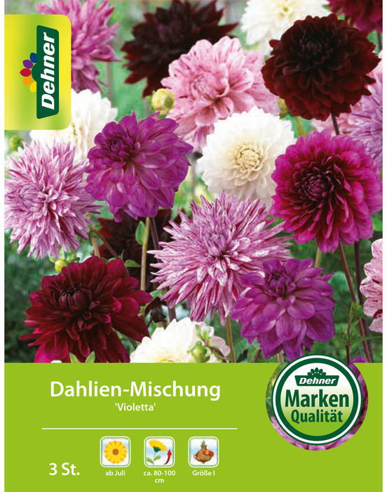 Dehner Dehner Blumenzwiebel Dahlien-Mischung Violetta, Pink,Rosa,Lila,Weiß - Product image 1 of 2
