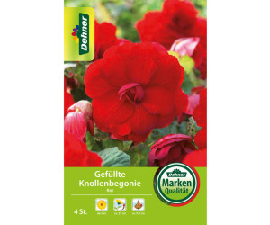 Dehner Blumenzwiebel Gefüllte Knollenbegonie Rot