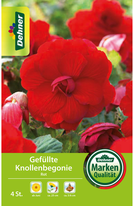 Dehner Dehner Blumenzwiebel Gefüllte Knollenbegonie Rot - Product image 1 of 2