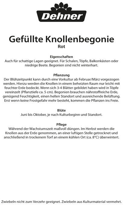 Dehner Dehner Blumenzwiebel Gefüllte Knollenbegonie Rot - side view