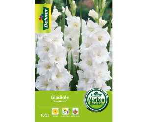Dehner Blumenzwiebel Gladiole Bangladesh, Weiß