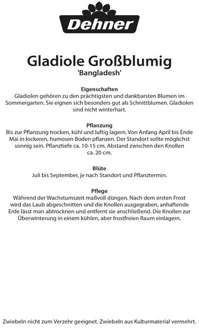 Dehner Dehner Blumenzwiebel Gladiole Bangladesh, Weiß - side view