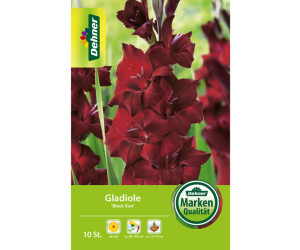 Dehner Blumenzwiebel Gladiole Black Star, Dunkelrot