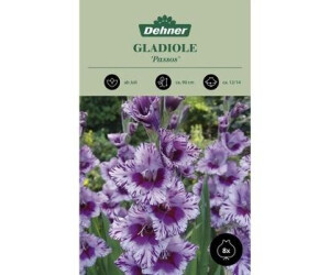 Dehner Blumenzwiebel Gladiole Passos, Lavendel