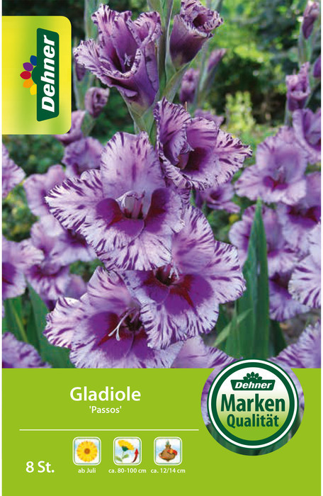 Dehner Dehner Blumenzwiebel Gladiole Passos, Lavendel - Product image 1 of 2