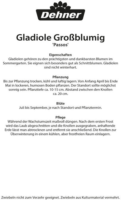 Dehner Dehner Blumenzwiebel Gladiole Passos, Lavendel - side view