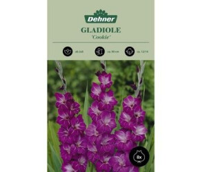 Dehner Blumenzwiebel Gladiole Violetta, Lila