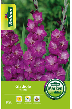 Dehner Dehner Blumenzwiebel Gladiole Violetta, Lila - Product image 1 of 3