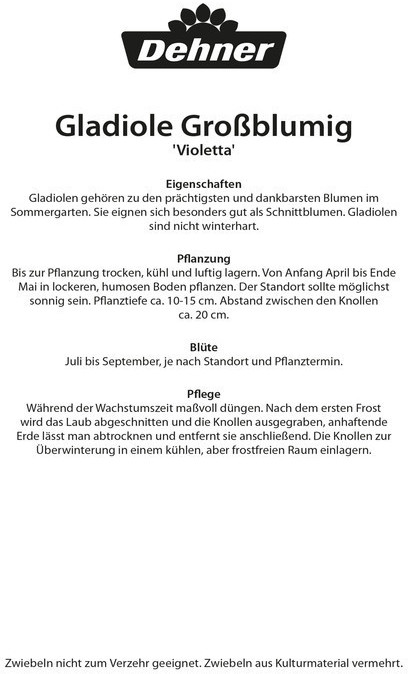 Dehner Dehner Blumenzwiebel Gladiole Violetta, Lila - back view