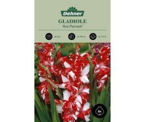 Dehner Blumenzwiebel Gladiole Zizanie, Rot,Weiß