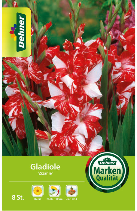 Dehner Dehner Blumenzwiebel Gladiole Zizanie, Rot,Weiß - side view