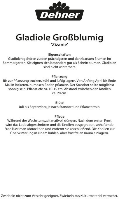Dehner Dehner Blumenzwiebel Gladiole Zizanie, Rot,Weiß - back view