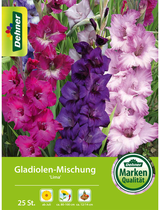 Dehner Dehner Blumenzwiebel Gladiolen-Mischung Lima, Rosa,Pink,Lavendel,Lila - Product image 1 of 2