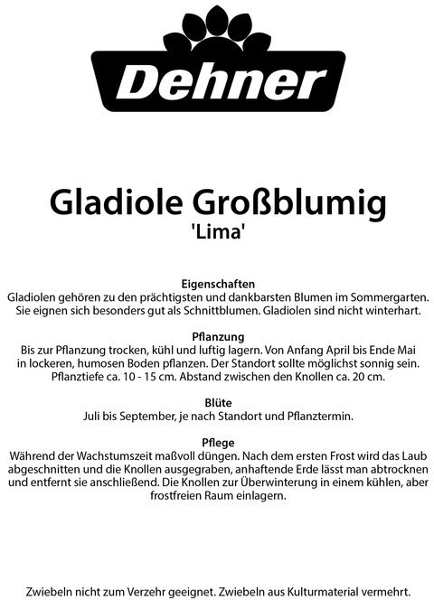 Dehner Dehner Blumenzwiebel Gladiolen-Mischung Lima, Rosa,Pink,Lavendel,Lila - side view