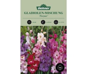 Dehner Blumenzwiebel Gladiolen-Mischung Purpur, Rosa,Pink,Lila,Weiß