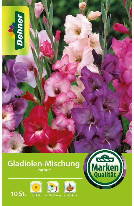 Dehner Dehner Blumenzwiebel Gladiolen-Mischung Purpur, Rosa,Pink,Lila,Weiß - Product image 1 of 2