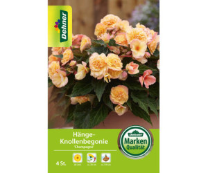 Dehner Blumenzwiebel Hänge-Knollenbegonie Champagne, Apricot