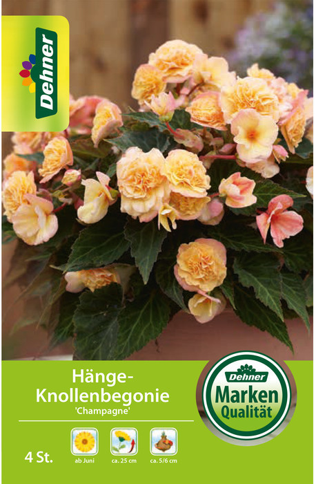 Dehner Dehner Blumenzwiebel Hänge-Knollenbegonie Champagne, Apricot - side view
