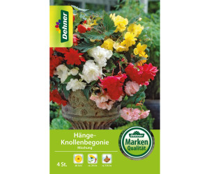 Dehner Blumenzwiebel Hänge-Knollenbegonie Mischung, Bunt