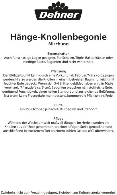 Dehner Dehner Blumenzwiebel Hänge-Knollenbegonie Mischung, Bunt - side view