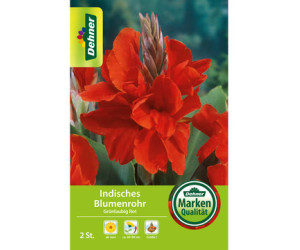 Dehner Blumenzwiebel Indisches Blumenrohr Grünlaubig Rot
