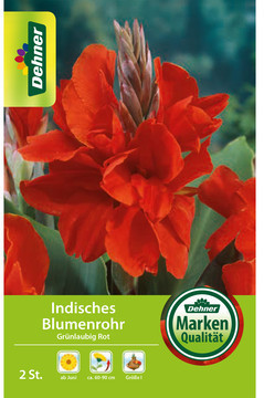 Dehner Dehner Blumenzwiebel Indisches Blumenrohr Grünlaubig Rot - Product image 1 of 3
