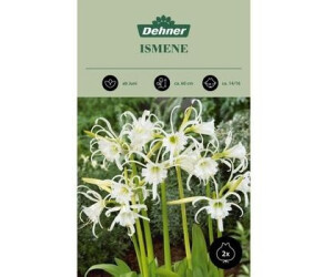 Dehner Blumenzwiebel Ismene, Weiß