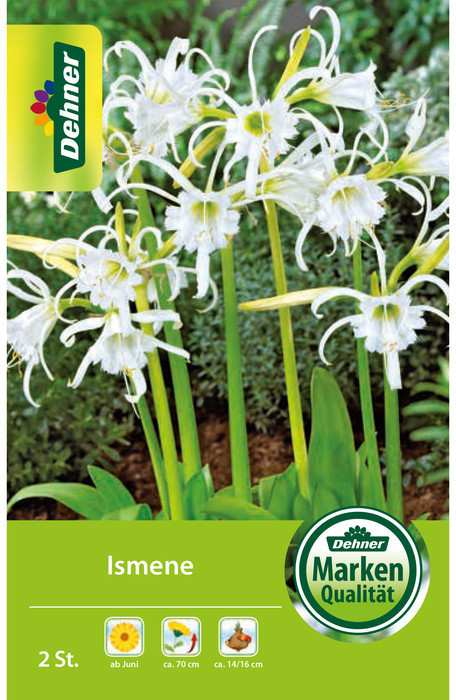 Dehner Dehner Blumenzwiebel Ismene, Weiß - Product image 1 of 2