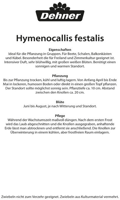 Dehner Dehner Blumenzwiebel Ismene, Weiß - side view